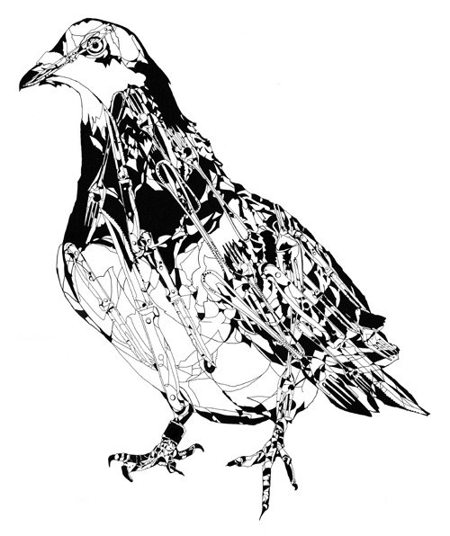 pigeon